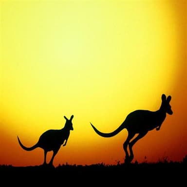 I'm Hoppity Hop The Kangaroo