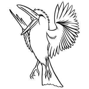 The Kookaburra Laughed