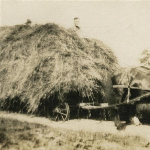 A Load Of Hay