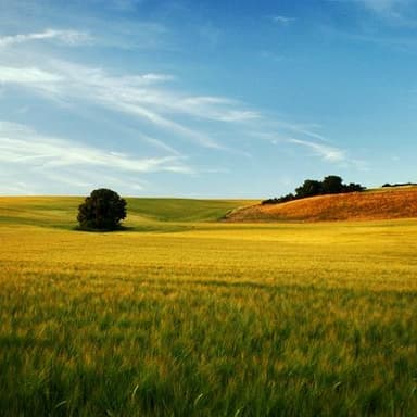 A Summer Day