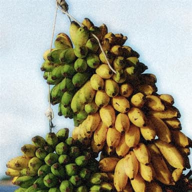 Elle S'appelle Banana
