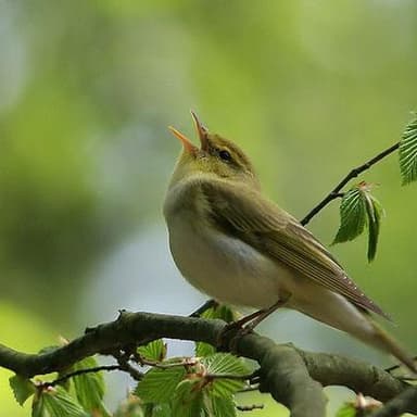 Mon Oiseau Qui Chante