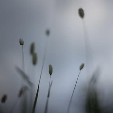 A Snowflake