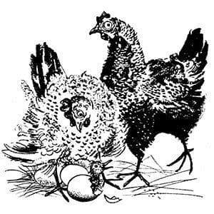 Cluck Old Hen