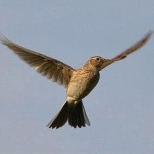 The Lark In The Clear Air