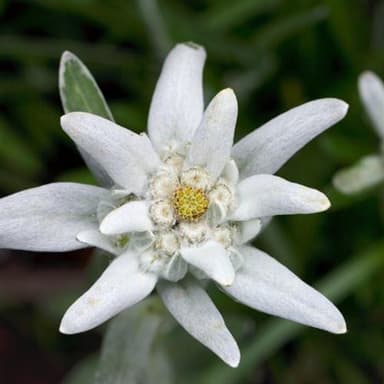 Das Edelweiss