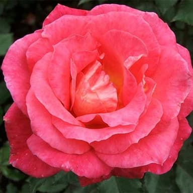 The Rose Of Tralee