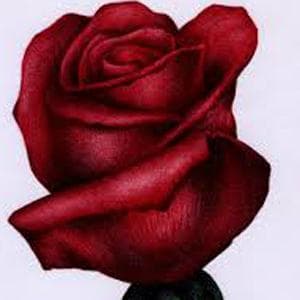 O My Love Is Like A Red, Red Rose