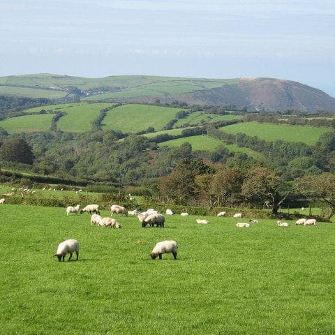 Greensleeves