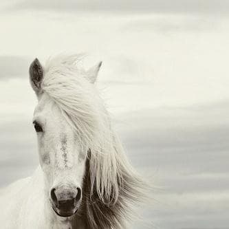 Mi Caballo Blanco (My White Horse)