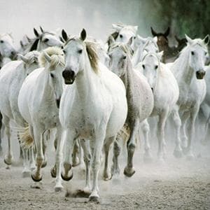 All The Pretty Little Horses