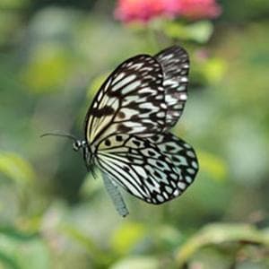 Paruparong Bukid (The Butterfly Field)