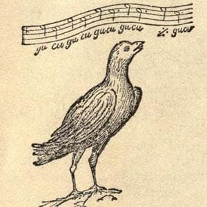 The Cuckoo