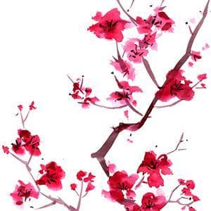 Sakura (Cherry Blossoms)