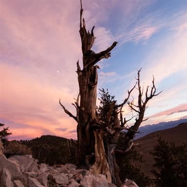 When It's Night Time In Nevada