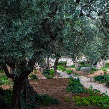 Go to Dark Gethsemane (arr. J. Randolph Hall)