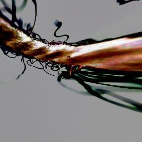 For Alexander (from Brass Pop Romanticists)