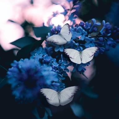 Poor Butterfly (arr. Dominic Meccia)