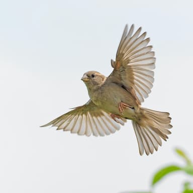 Under His Wings / Two Part Treble