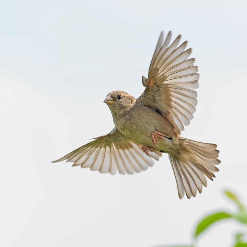 Under His Wings / Two Part Treble