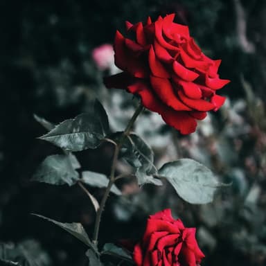 My Wild Irish Rose (arr. Dominic Meccia)