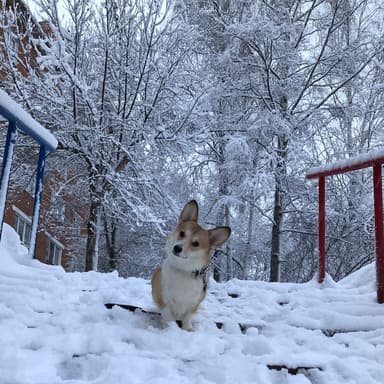 Let It Snow! Let It Snow! Let It Snow! (arr. Noriko W.D.)