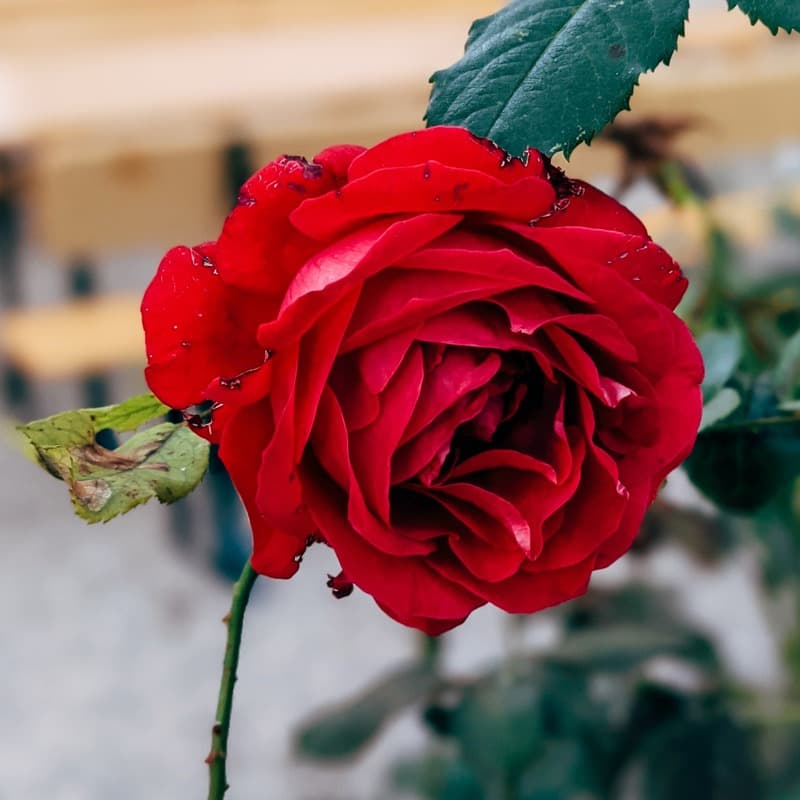 Just a Little Lovin' (arr. J. Randolph Hall)