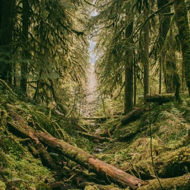 Over The River And Through The Woods (arr. Dominic Meccia)