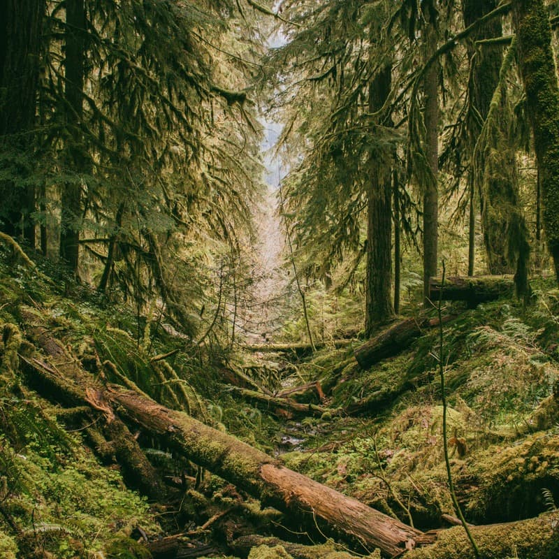 Over The River And Through The Woods (arr. Dominic Meccia)
