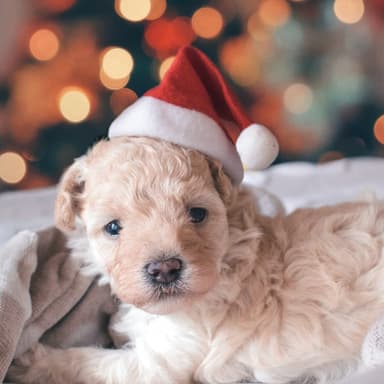 All I Want For Christmas Is You (arr. Noriko W.D.)