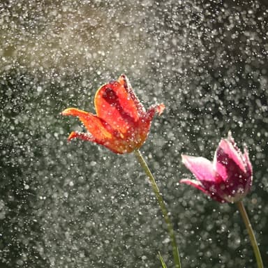 April Showers (arr. Dominic Meccia)