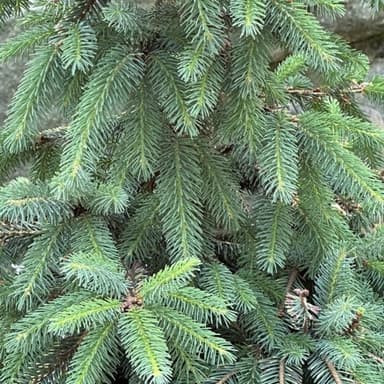 Jesus My Savior (arr. J. Randolph Hall)