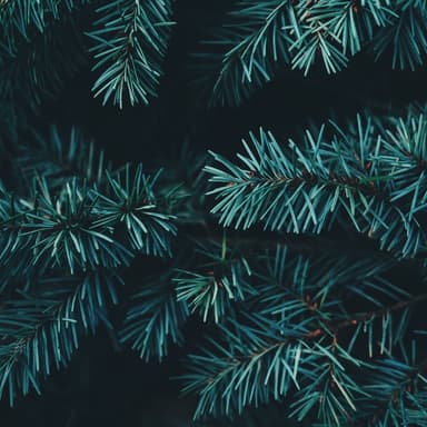 Irish Carol (arr. arr. J. Randolph Hall)
