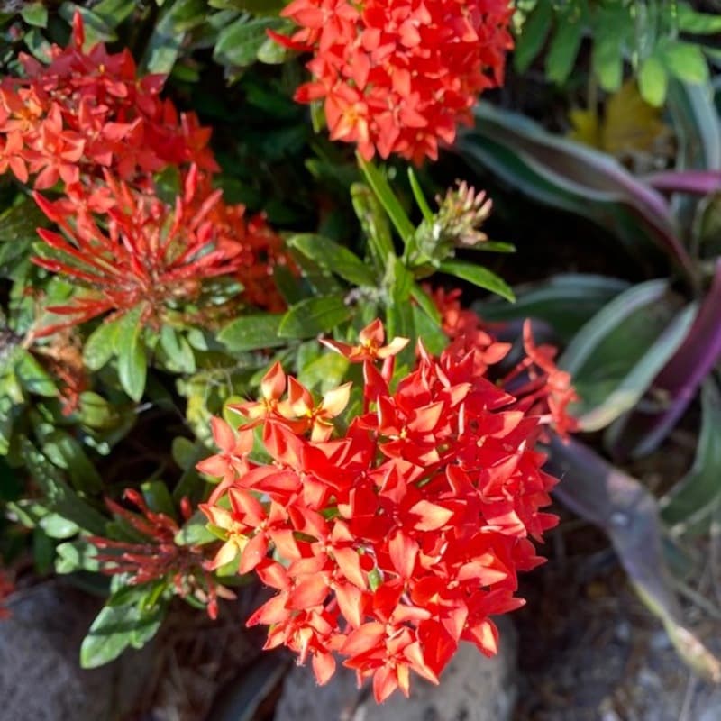 Since I Have Been Redeemed (arr. J. Randolph Hall)