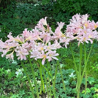 When We All Get to Heaven (arr. J. Randolph Hall)