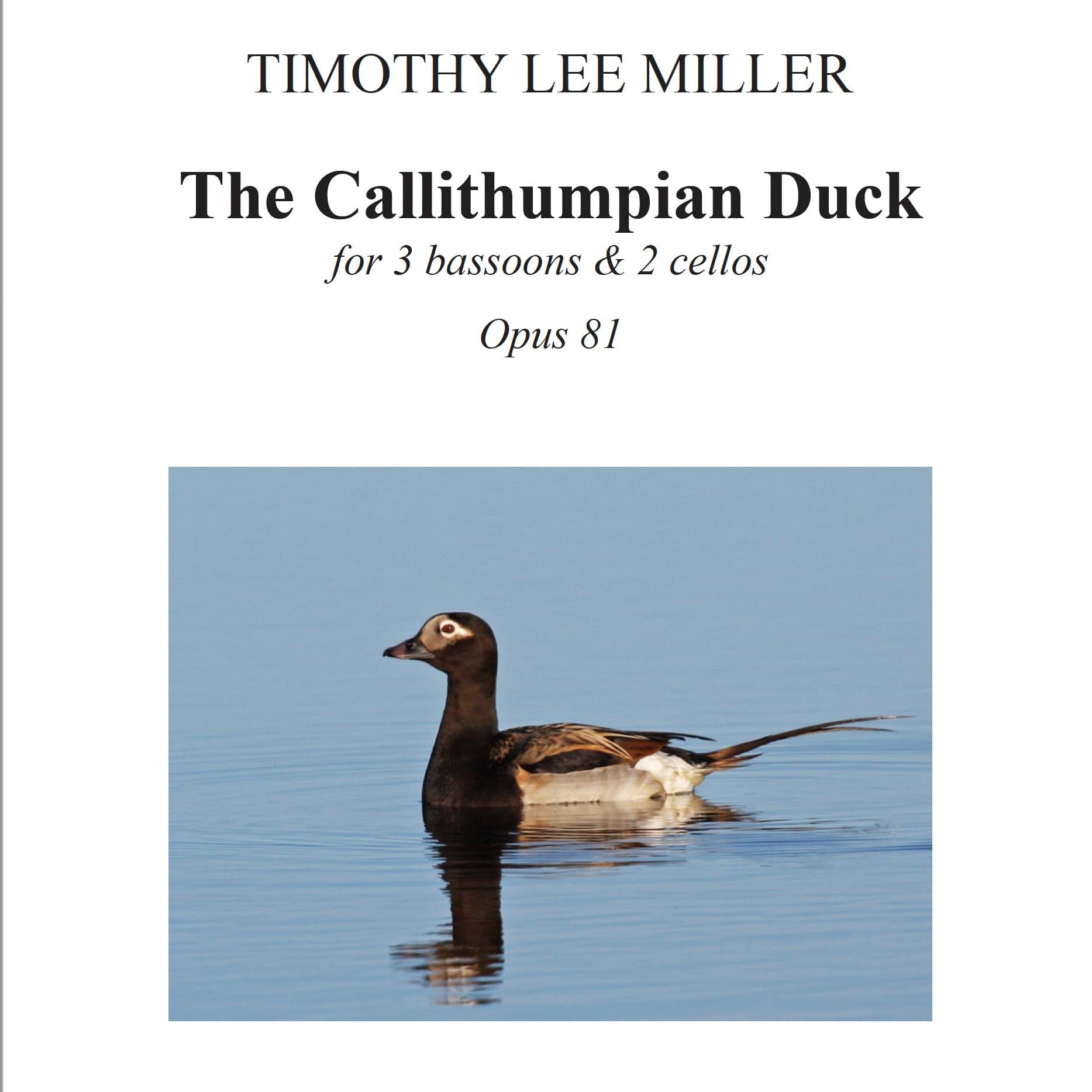 The Callithumpian Duck