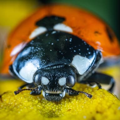Little Black Bug