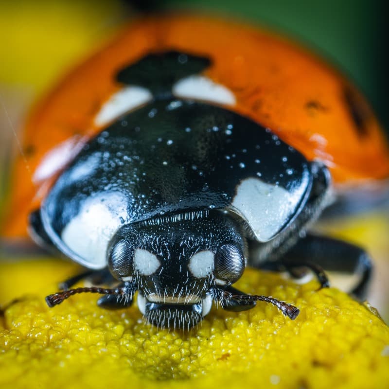 Little Black Bug