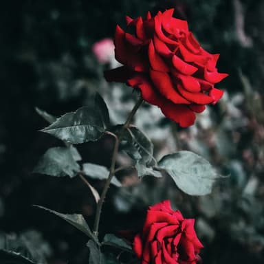 My Wild Irish Rose (arr. Dominic Meccia)