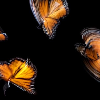Butterflies Flutter