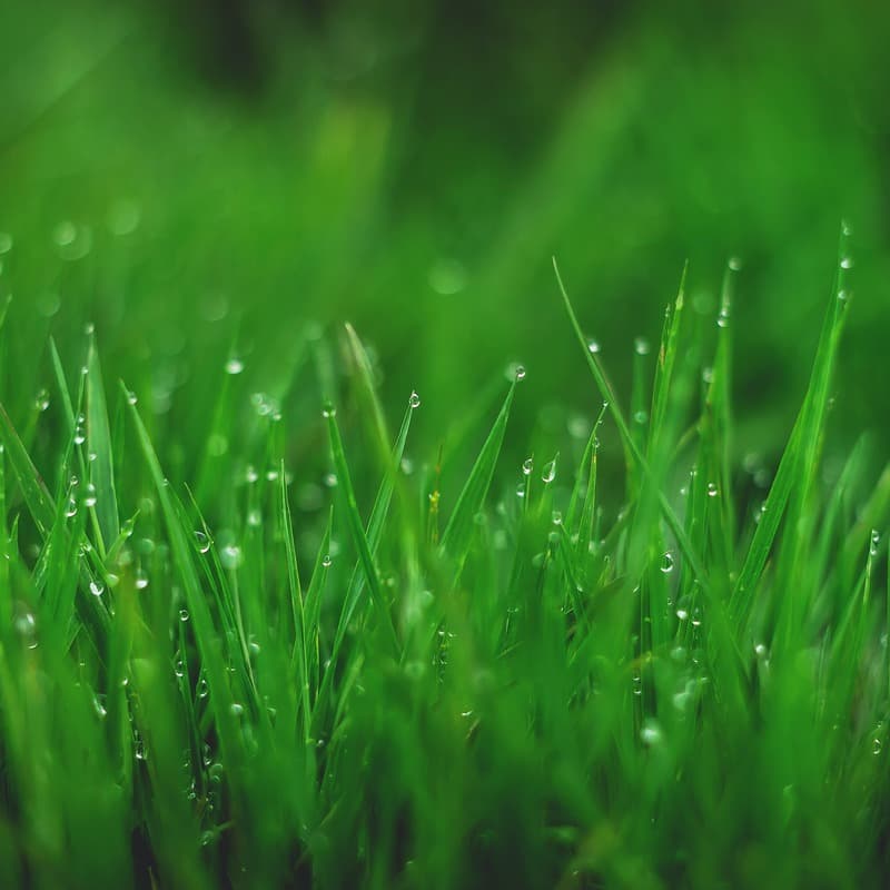 Green Green Grass of Home (arr. J. Randolph Hall)