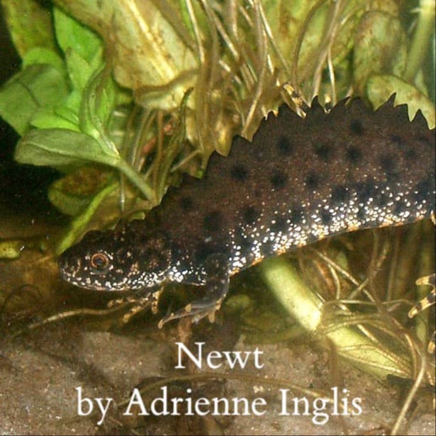 Newt for flute and double bass