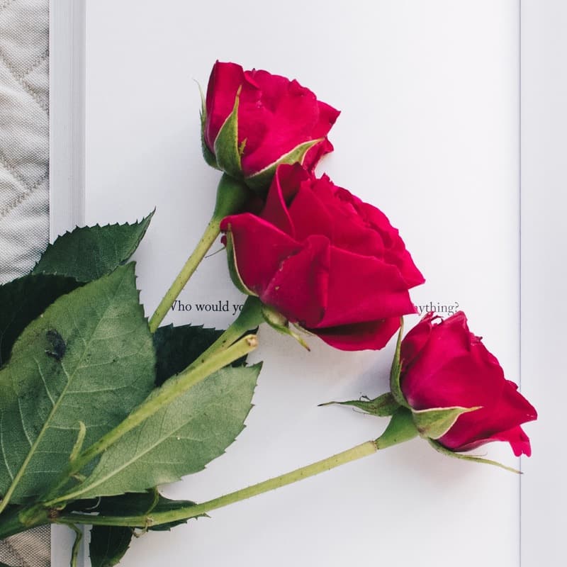 Ev'ry Thorn a Rose / SSA