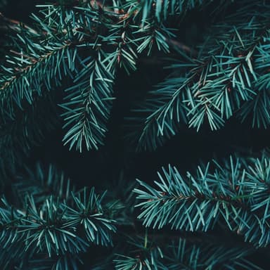 Wexford Carol (arr. J. Randolph Hall)