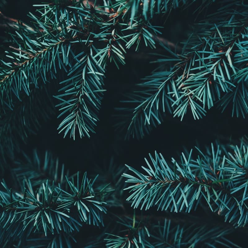 Wexford Carol (arr. J. Randolph Hall)