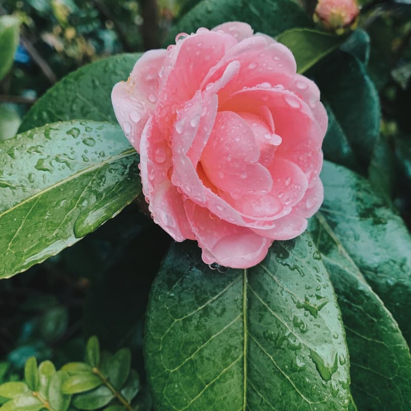 April Showers (arr. Jim Ivy)