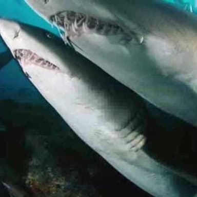 Sharks Patrol These Waters (arr. Russell Eric Dobda)