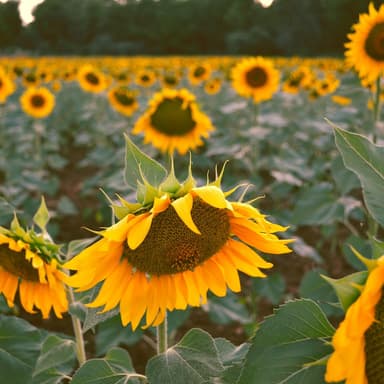 Possum up a Gum Tree (arr. J. Randolph Hall)