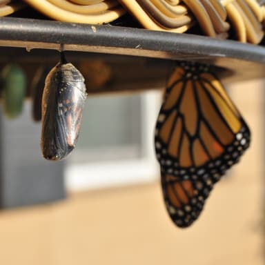 Caterpillar Metamorphosis
