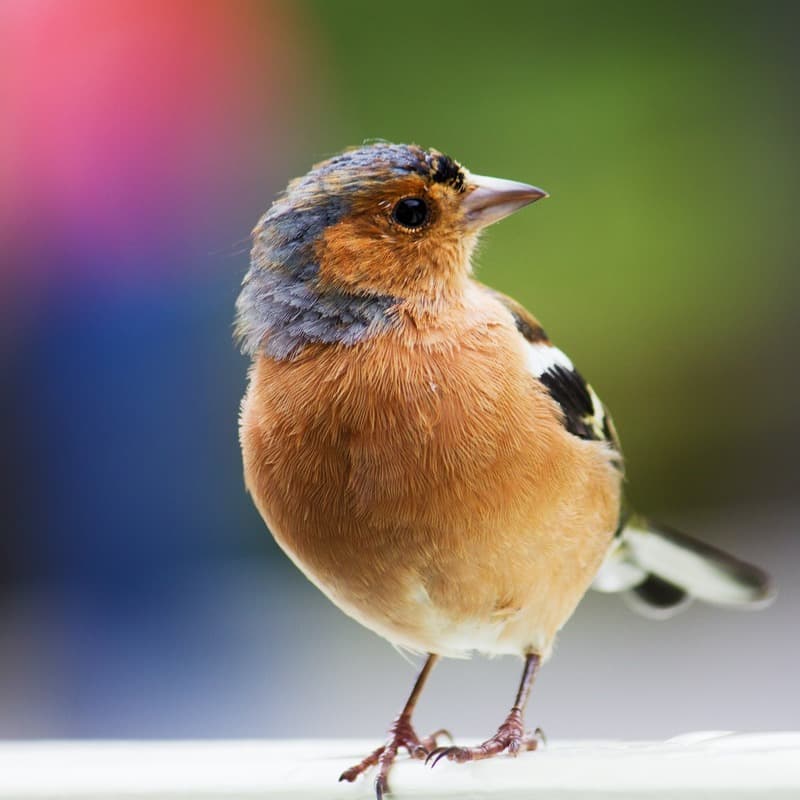 Mr.Birdy